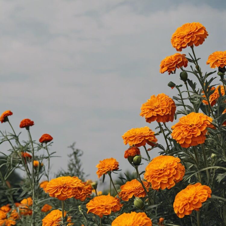 Jak pielęgnować aksamitki?